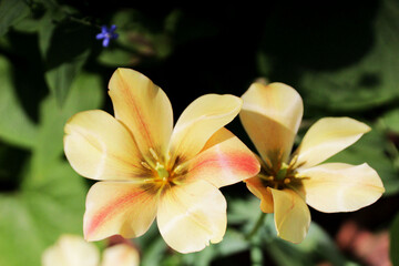 Obraz na płótnie Canvas Two yellow flowers close up.