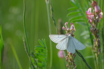 Black veined Moth resting on a pink flower in nature,