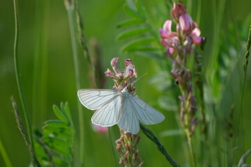 Black veined Moth resting on a pink flower in nature,