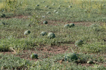 Watermelon on the green watermelon plantation in the summer. Agricultural watermelon field.