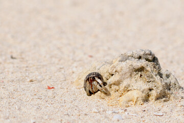オカヤドカリ・沖縄のビーチ
