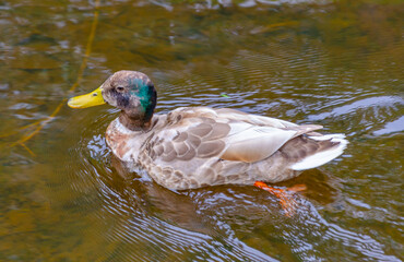 duck in the water