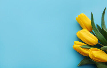 Beautiful yellow tulips on a blue background