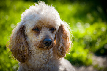 american cocker spaniel