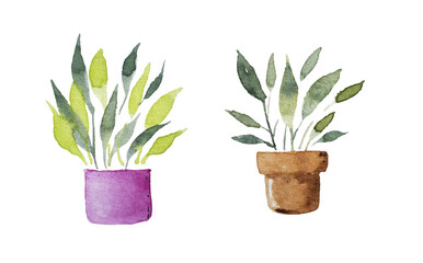 Hand-painted watercolor house green plants in flower pots. The set is isolated on white. Decorative collection of greens for printing, posters, card making and scrapbooking.