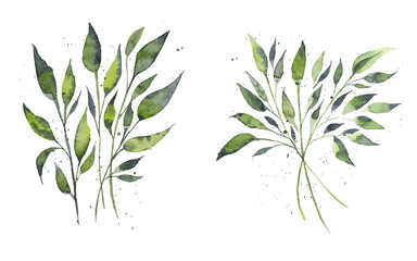 Set of watercolor rose design elements, flowers, leaves, twigs, shoots, branches, botanical illustration isolated on white background