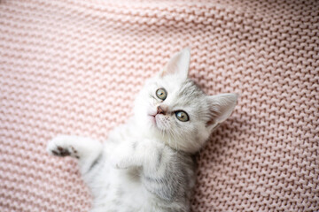 Cute gray and white kitten on a light knitted blanket. Pets. Comfort. british breed cat