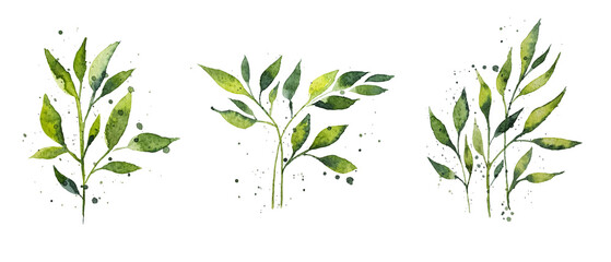 Set of watercolor rose design elements, flowers, leaves, twigs, shoots, branches, botanical illustration isolated on white background