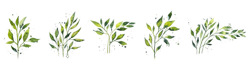 Set of watercolor rose design elements, flowers, leaves, twigs, shoots, branches, botanical illustration isolated on white background