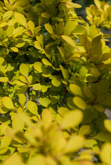 Branches of yellow barberry shrub in a garden. Natural background. Selective focus