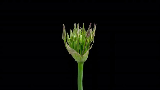 4K Time Lapse of blooming giant violet Allium Christophii flower isolated on black background. Time-lapse of decorative garlic flower bloom side view, close up.
