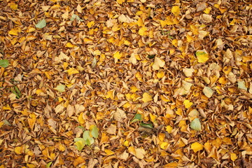 fallen yellow leaves