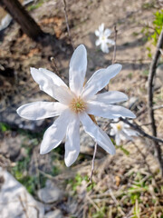 Fototapeta na wymiar A blooming white magnolia flower