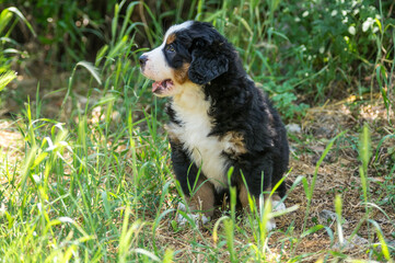 Berner Sennenhund or Bernese Mountain puppy