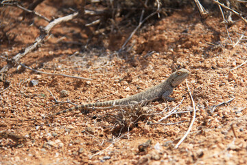 On the red sandy-clay ground, a small round-headed gecko, close-up, dry twigs lie around, spring, sunny