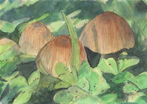 mushrooms watercolor painting