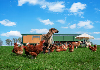 Freilaufende Hühner vor einem mobilen Hühnerstall