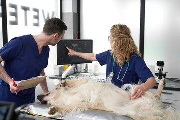 Two veterinarians doing an ultrasound exam on dog