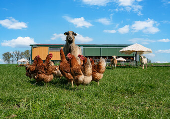 Freilaufende Hühner vor einem mobilen Hühnerstall © Countrypixel