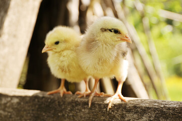Young fluffy chicks, newborn chicken.