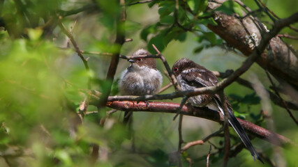 Long-tailed tit
