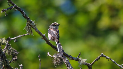 Long-tailed tit