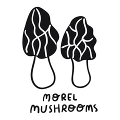Morel mushrooms. vector outline hand drawn icon.