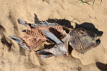 Stranded fish skeleton on a beach