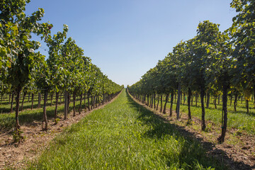Fototapeta na wymiar green vineyard rows