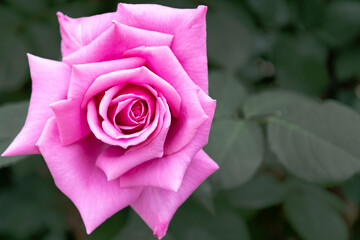 ピンクのバラ 一輪の紫雲