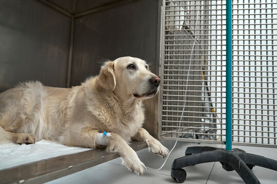 Golden Retriever Lying In Animal Hospital With