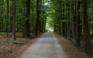 Fototapeta na wymiar Tree lane and walking path in the Forest des soignes
