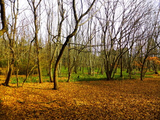 牛久自然観察の森