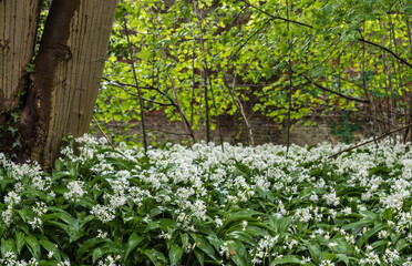 Landscape view of allium ursinum, broad-leaved garlic, in the Brussels woods on a spring day.