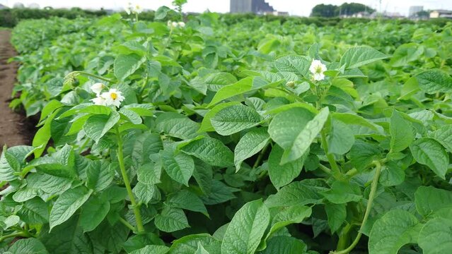 農家の家庭菜園。じゃがいも。後、１か月くらいで食べれるかな～って思うと、ちょっと楽しみな感じ。無事、成長しているので安心です。