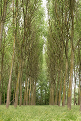 View over the Flemish woods around Lebbeke