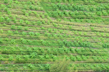 Banana trees planted in rows on an organic farm Looking down from a tall building, we saw a farmer's banana plantation. It is classified as an economic crop and is commonly eaten in the country.
