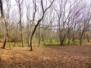 牛久自然観察の森
冬木立
