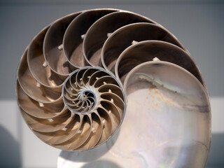 Nautilus spiral shell cutted on display