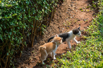 Kittens playing in Khao Tao south of Hua Hin Thailand