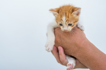 Kittens playing in Khao Tao south of Hua Hin Thailand