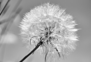 gentle dandelion macro in black-and-white