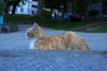 Chat roux à l'heure bleue d'Istanbul