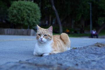 Fototapeta premium Chat roux à l'heure bleue d'Istanbul