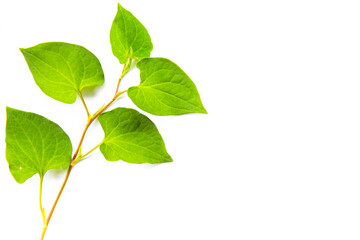 Abstract Green leaves branch on white background with copy space. Nature concept for Green fresh Energy earth saving.