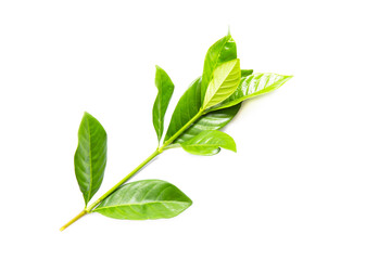 Abstract Green leaves branch on white background with copy space. Nature concept for Green fresh Energy earth saving.