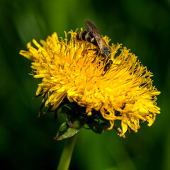 Honey bee on a beautiful yellow dandelion