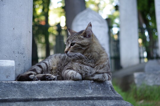 Chat d'Istanbul devant une pierre tombale