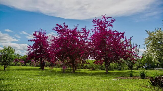People Walking Around The Beautiful Rural Landscape And Taking Pictures With Backgrounds Of Lilac Trees Blooming In Dark Purple Flowers Under Blue Cloudy Sky. - High-Speed Camera Shot