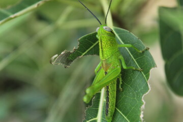 blurry green grasshopper perched on the leaf